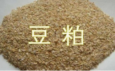 豆粕期貨是屬于熱門品種嗎？豆粕開